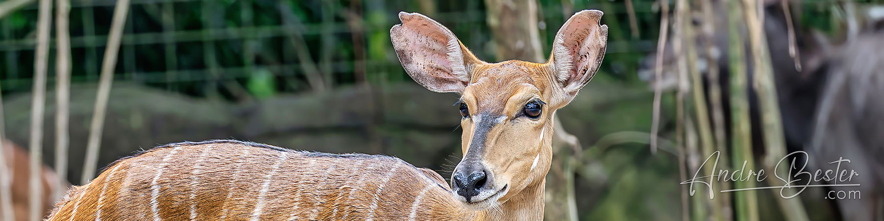 Hoofed Animals