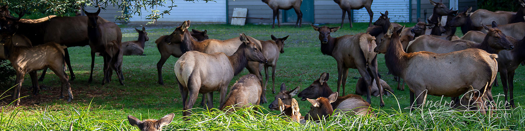 Emu and Elks