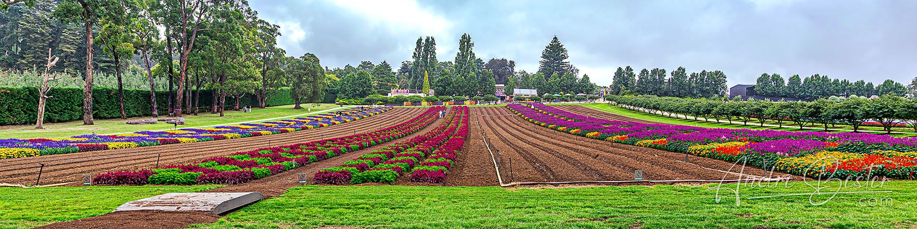 KaBloom Flower Fields