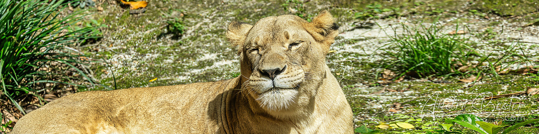 Lions