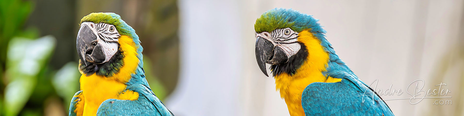Birds