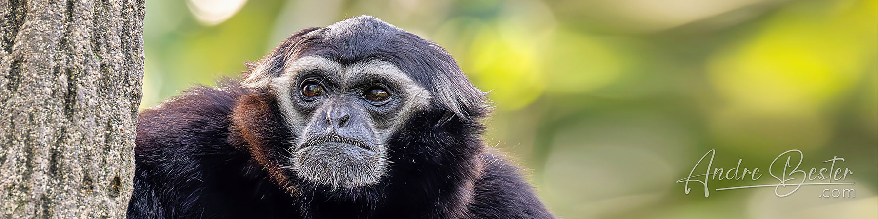 Primates