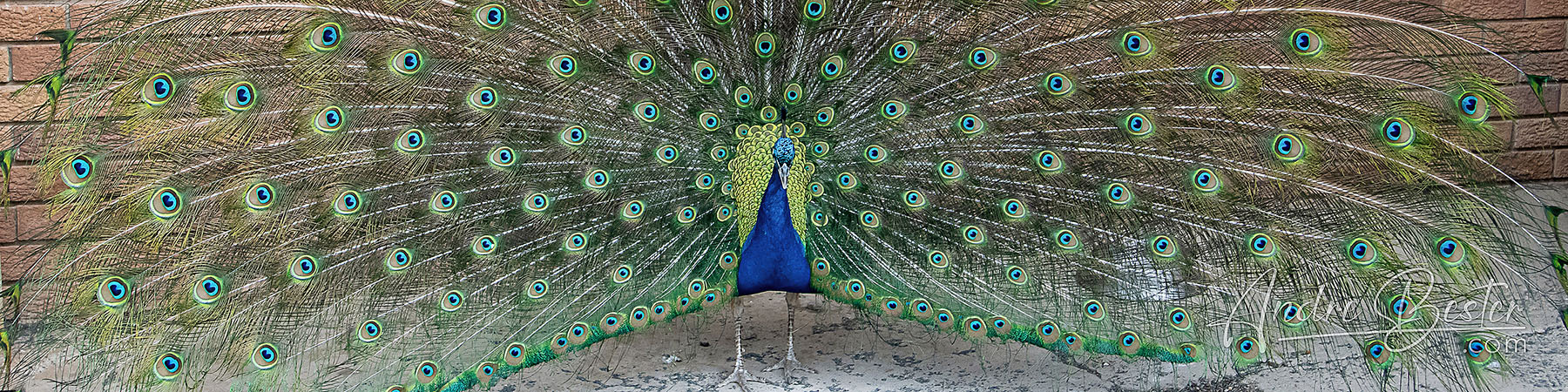 Strydam Birds