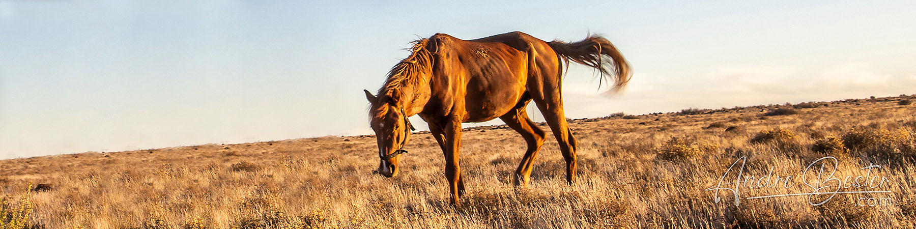 Strydam Horses