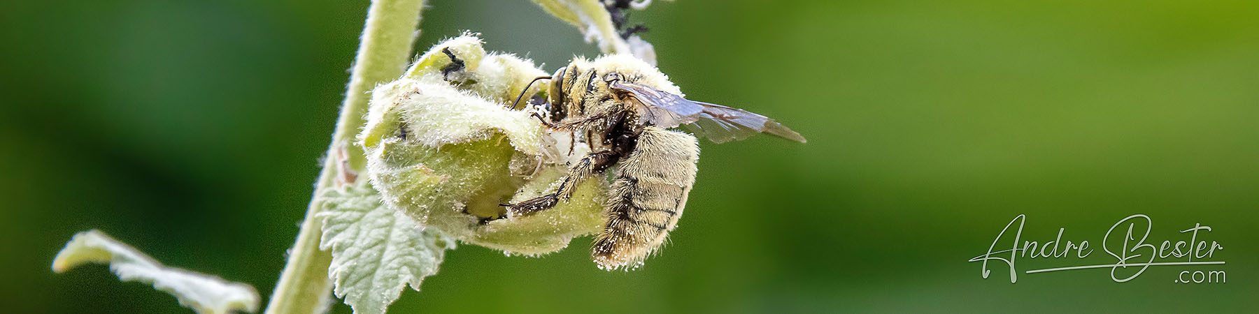Plants & Insects