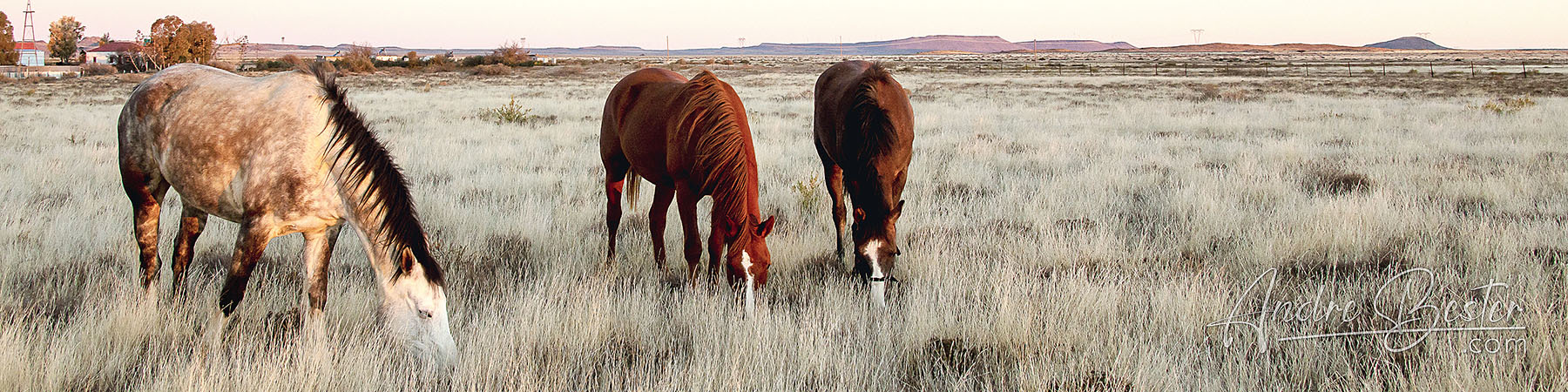 Strydam Horses